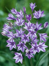 Triteleia Rudy - 10 Bulbs - 5/+ cm Bulbs - Starflowers - $28.99