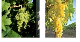 Himrod seedless table grape cuttings 5pcs Yard, Garden &amp; Outdoor Living - £73.44 GBP