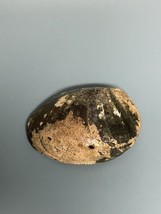 Abalone Sea Shell Iridescent Aquarium Beach Decor Jewelry 5-1/4” x 4” - £12.66 GBP