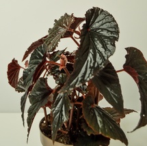 Live Starter Plant Rare Angel Wing Begonia Lynda Dawn - £19.58 GBP