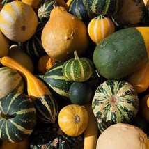 Pumpkin ornamental mix seeds, code 420 - £3.95 GBP