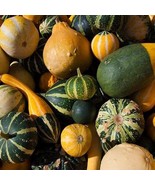 Pumpkin ornamental mix seeds, code 420 - $91.84 MXN Pumpkin ornamental mix seeds, code 420 - $91.84 MXN