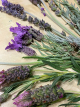 100 Fresh Variety of Lavender clippings flowers sprigs-
show original title

... - £23.52 GBP