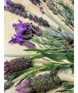 100 Fresh Variety of Lavender clippings flowers sprigs-
show original ti... - $29.43