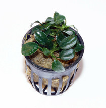 Anubias Nana Petite In Pot -Freshwater Aquatic Live Plants Super Price!!!!!!! - £5.44 GBP