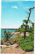 Ontario Postcard Lake Pine Tree Shoreline - £1.69 GBP