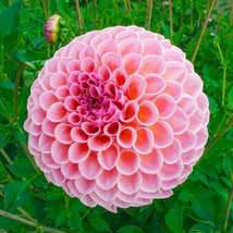 25 Winnie Dahlia Perennial Flowers Seeds Flowering Bloom Seeds 1126 Us Sell - $5.16