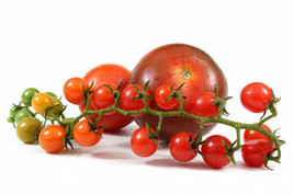 Wild Currant Tomato Red ~Solanum pimpinellifolium~ World&#39;s Smallest Toma... - £4.30 GBP+