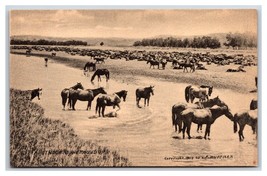 Hot Noon Round Up Horses Milestone Montana Huffman Photo UNP DB Postcard W15 - $8.86