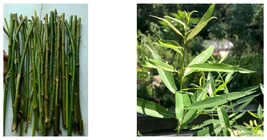 Lot of 5 Silky Willow Cuttings 18&quot; Salix sericea Cut FRESH - £37.44 GBP