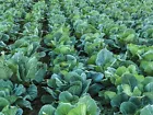 Heirloom Seeds Collard Green Seeds Organic &amp; Non Gmo Collard Green Seeds  - $17.99