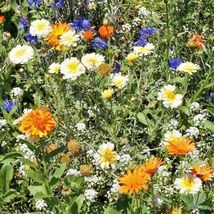2000 Tall Native Wildflower Mix Seeds Cut Flowers 19 Flowering Fast Easy Annuals - £14.37 GBP