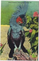 Florida Postcard Miami Parrot Jungle Topsy Black Cockatoo - $2.96