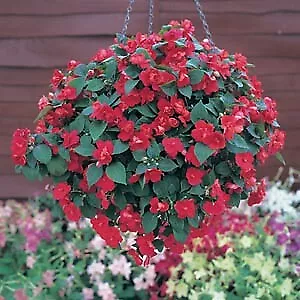 Impatiens Double Athena Red 100 seeds - £31.72 GBP