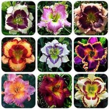 USA SELLER 100Pcs Hemerocallis Middendorffii Daylily Seeds Mixed 9 Colors Golden - $16.18