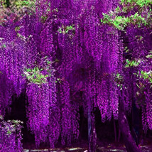 THJAR 10 Purple Chinese Wisteria Seeds Purple Floribunda Wisteria Vine - $9.98