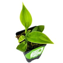 Best Vanilla Bean Orchid / Vanilla planifolia / Live Plant - £30.59 GBP