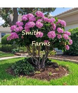 HSeeds 25+ Seeds Pink Hydrangeas Flower Ground Cover Plant Garden Plants - $9.44 CAD