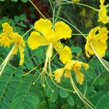 Best USA Seller Caesalpinia Pulcherrima Yellow 10 Seeds - £13.75 GBP