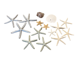 Large Lot of Seashells Shells Sand Dollar Starfish Lot 15 Beach Party Na... - $37.39
