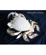 Giant Australian Spanner Crab Ranina ranina Acrylic Display Case - $695.00