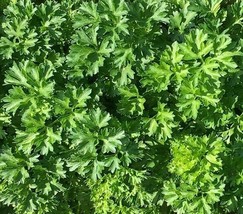 BPA Parsley Seeds 500 Forest Green Curled Herb Garden Cooking Health From US - £7.18 GBP