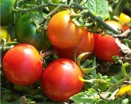 PM Tommy Toe Tomato Seeds (25+ Seeds)(More Heirloom, Organic, Non GMO, Vegetable - £3.76 GBP