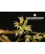 DENDROBIUM COMPACTUM x NUMALDEORII SMALL ORCHID MOUNTED - $39.00