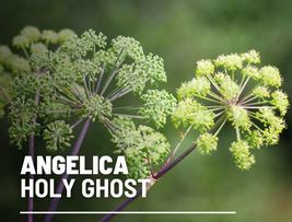 50 Angelica Holy Ghost Seeds Angelica archangelica Medicinal &amp; Culinary Herb - £12.39 GBP
