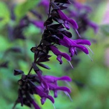  50 Purple Black Salvia Seeds Flower Seed Perennial Flowers Hummingbird  THO47 - £6.93 GBP
