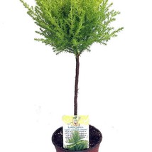 Fresh Lemon Scented Goldcrest Mini Poodle Cypress Tree 4.5 inch Pot USA ... - $64.06