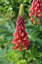US Seller 25 Red Pink Lupine Seeds Flower Perennial Flowers - £8.62 GBP