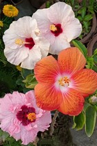 50 Mixed Lot Giant Hibiscus Flower Seeds - Buy Bulk Sale Ts - £7.18 GBP