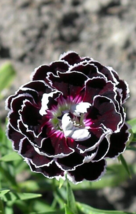 1 Pc Quart Pot Velvet n Lace Dianthus Flowers, Dianthus Perennial Live Plant |RK - £55.39 GBP