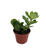 2.5&quot; Pot - Trailing Jade Plant - Senecio jacobsenii - Easy to grow House Plant - £42.48 GBP