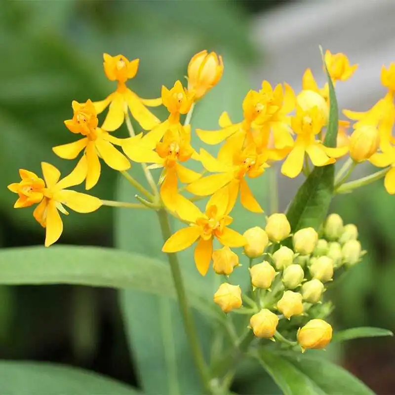 Butterfly Flower Milkweed Hello Yellow For Monarchs Like Tiny Daffodils (30) Fre - £12.55 GBP
