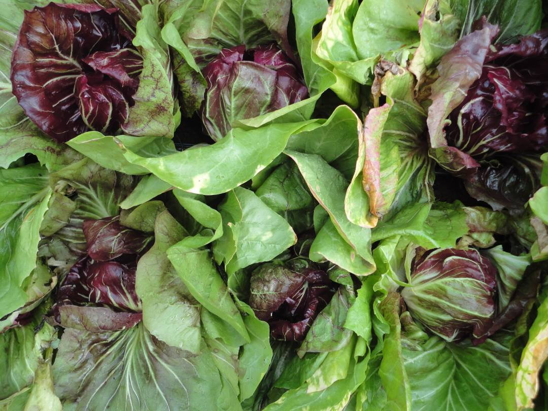 Radicchio &#39;Palla Rossa&#39; seeds ~Cichorium Intybus~ Italian Chicory - Heir... - $2.50