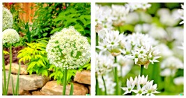 Wild Garlic Bulb Plant Seeds, Meadow Type - Planting 20 Seeds - £16.50 GBP