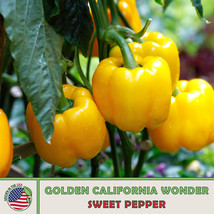 HS 100 Golden California Wonder Sweet Pepper Seeds, Non-GMO, Heirloom, Genuine U - $5.59