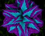 Blue &amp; Purple Coleus Flowers Easy To Grow Garden Plant 25 Authentic Seeds - £4.71 GBP