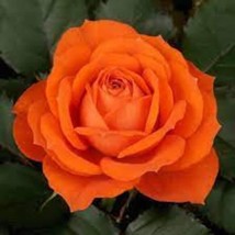 New Fresh Seeds Bright Orange Rose Bush Seeds - £11.81 GBP