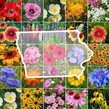 US Seller 1000 Seeds Wildflower Iowa State Flower Mixs &amp; Annuals - £7.97 GBP