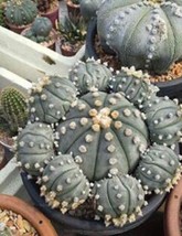 100Pcs/Bag Mixed Astrophytum Cactus Flowers Succulent Plants Bonsai Plants For H - $6.78