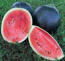 Black Diamond Watermelon Seeds 20 Ct Fruit Melon 30-50 Lbs Non-Gmo From US - £6.92 GBP