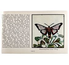 Hummingbird Clear Wing Moth 1934 Butterflies America Antique Insect Art ... - $28.01 CAD