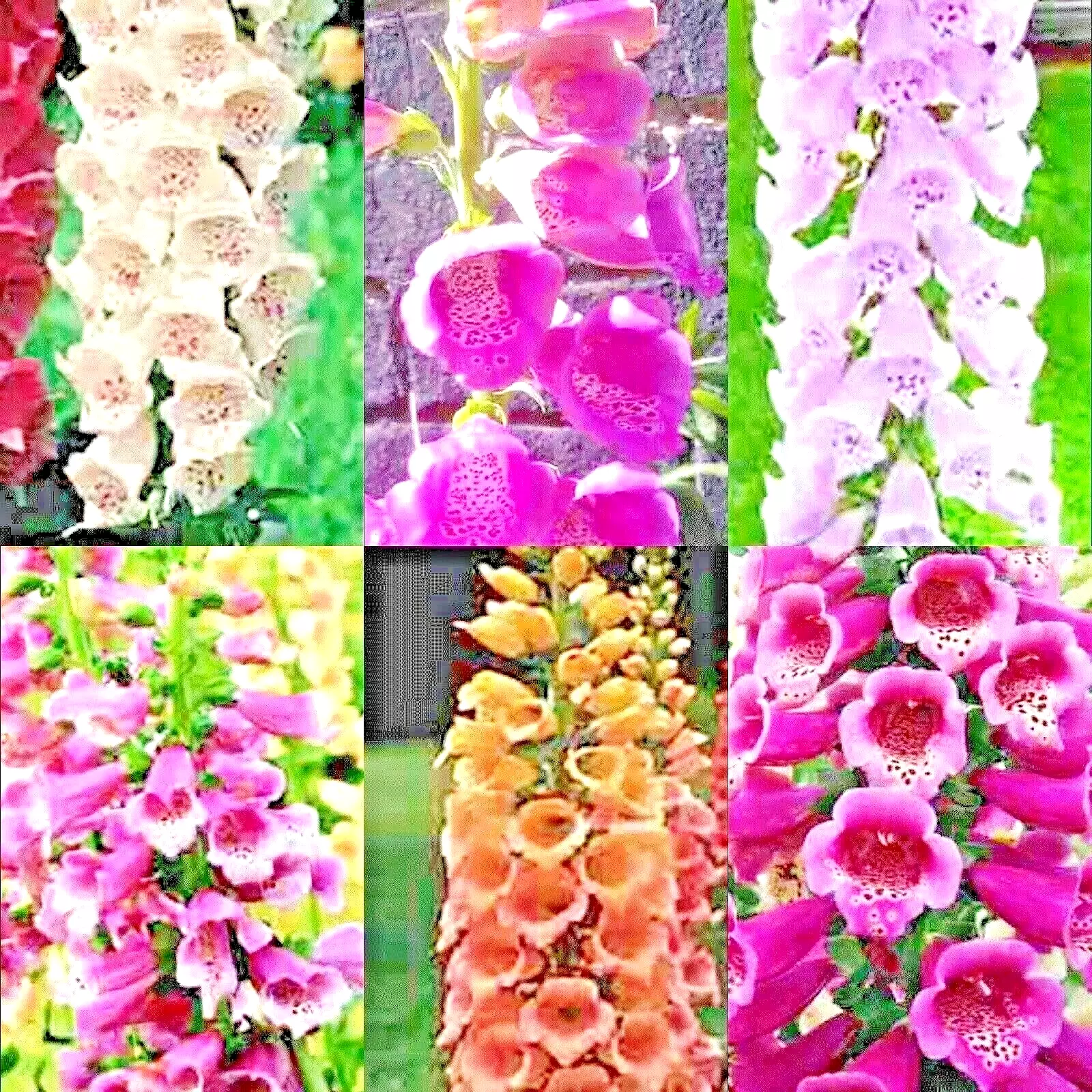 JGBO Foxglove Mix 3000 Seeds Spring Perennial Flowers Excelsior Seeds Ca... - £7.04 GBP