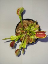 Large Size &#39;Giant&#39; Venus Flytrap (Fly Trap) Carnivorous Plant with 3 inch Pot - £15.05 GBP