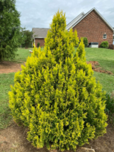 Quart Pot Tree Golden Arborvitae - $39.80