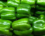 Green Bell Pepper Seeds 30 Keystone Resistant Giant Sweet Pepper Fast Sh... - $8.99