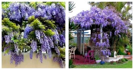 12-18&quot; Tall Live Plant - 2.5&quot; Pot - Blue Japanese Wisteria Vine - W. floribunda - £65.30 GBP